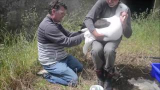 Banding a first time returning Royal Albatross at the Royal Albatross colony Dunedin New Zealand [upl. by Eveineg]