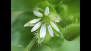 Plant portrait  Common chickweed Stellaria media [upl. by Anirdnajela]