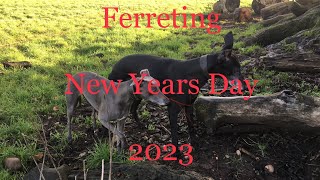 New Years Day Ferreting Tree’s Hedgerows and ditch’s Whippets and Lurchers At Work [upl. by Haisoj]