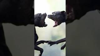 Pitbull vs Rottweiler Real Fight 🔥🔥 [upl. by Truelove]