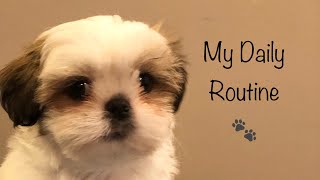 A Day in My Life  Shih Tzu Puppy [upl. by Imac]