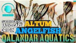 Altum Angelfish  QALANDAR AQUATICS  Altum Angels  Orinoco Altums  Atabapo Altums  Altum Care [upl. by Dviad]