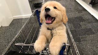 TOP HIGHLIGHTS of FUNNY PUPPIES that will make you LAUGH [upl. by Ysak]