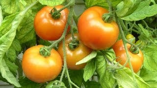 Tomaten ganz leicht selber anbauen [upl. by Washington]