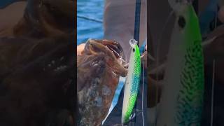 Full Speed Cabrilla Fishing Shallow Water Grouper on YoZuri JerkBaits [upl. by Codee]