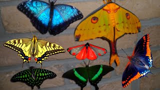 Butterfly amp Moth Compilation MY PETS [upl. by Annatnas709]