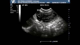 French Bulldog Pregnancy Scan 3033 days [upl. by Avigdor]