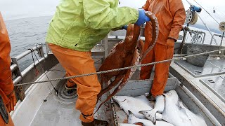 Big Halibut Haul  Longlining in the Gulf of Alaska  Commercial Halibut Fishing [upl. by Annmarie56]