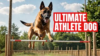 The ULTIMATE Belgian Malinois Athlete You wont believe their skills  The German Shepherd [upl. by Notniuq]