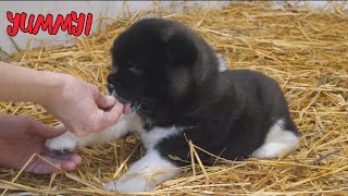 American Akita Puppies getting fed [upl. by Stranger160]