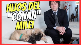 🔴 ¿COMO SON LOS PERROS CLONADOS DE JAVIER MILEI 🔴 [upl. by Tema]