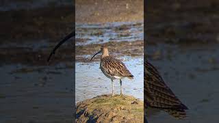 Curlew at Bunny Meadows Warsash [upl. by Sillihp253]