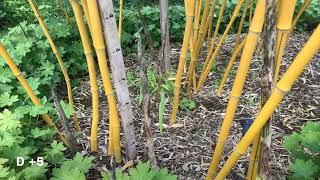 Phyllostachys vivax growth rate [upl. by Enimrac]