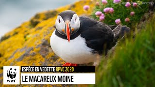 Le macareux moine  Rapport planète vivante Canada 2020 [upl. by Yellehs271]