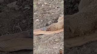 Mongoose vs snake snakeandmongoose wildlife nature snake viral shorts viralvideo shortvideo [upl. by June]