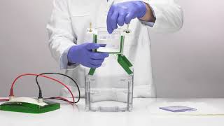 Quick Tips How to Prepare MiniProtean TGX SF Precast Gel for Western Blot Transfer [upl. by Ellicott362]