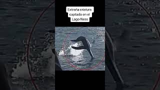 Juvenile Nessy Real or Fake Comment your answer story lochness mystery real nightgod333 [upl. by Fablan456]