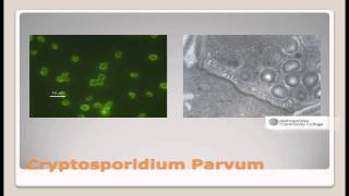 Drinking Water Total Coliform and Cryptosporidium Parvum [upl. by Leopoldine]