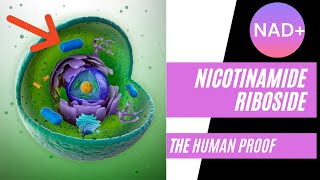 Nicotinamide Riboside The Human Proof [upl. by Anilok]