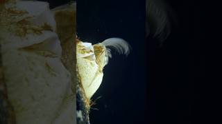 Secrets of barnacle feeding microscopic marvels [upl. by Nebe397]