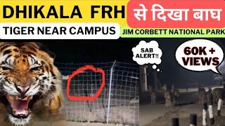 DHIKALA FRH से दिखा बाघ ‼️Tiger Near Campus In Night  Jim Corbett National Park [upl. by Anavlys]