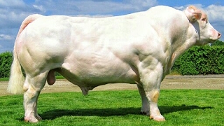 Charolais bulls [upl. by Haslett]