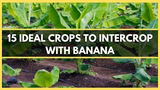 BANANA INTERCROPPING15 IDEAL CROPS TO INTERCROP WITH BANANA  BEST CROPS TO INTERCROP WITH BANANA [upl. by Llerreg]