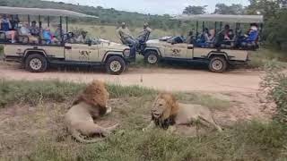 Plains Camp Male Lions at Inyati  Sabi Sands  10 April 2024 [upl. by Cichocki]