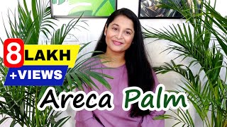 Areca Palm Complete Care Tips  How to Save and Water Areca Palm Leaves  gardening arecapalm [upl. by Inail]