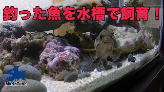 釣魚飼育2 釣った魚を水槽に迎え入れる！カサゴ、石鯛、カワハギ沢山の魚がやってきた！ [upl. by Armilda]