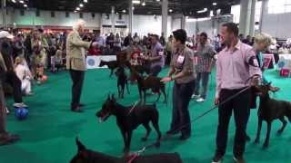 WORLD DOG SHOW 2013  DOBERMANN FINALS [upl. by Radbourne]