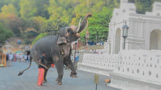 ඒයා ⁣පෙරහැරට යන්න කලින් වන්දනා කරන විදිය  Kandy Esala Perahera Today Live [upl. by Felipa]