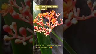 Jatropha podagrica 🧡 shorts plantas flores suculentas ElSalvador jardín jardinería [upl. by Teryn273]