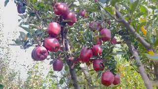 Jeromine apple variety  on seedling  Result of top grafting  must watch [upl. by Aihsilef]