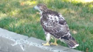 wagtail eagle spotted at a Parking lot [upl. by Eem979]