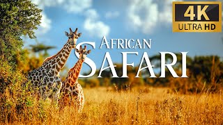 African Safari 4K 🐾 Discovery Relaxation Wonderful Wildlife Movie with Relax Piano Music [upl. by Ellinehc931]