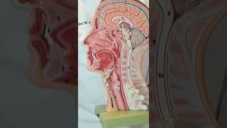 Uses of Botox in Otolaryngology Head and Neck [upl. by Nosro]