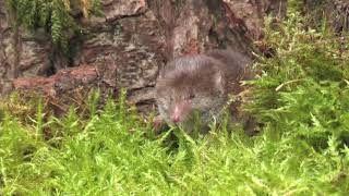 Common Shrew  The British Mammal Guide [upl. by Annel]