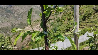 M9 ROOTSTOCK  BENDING  PINCHING AND SUMMER PRUNING EXPLAINED [upl. by Eiruam]