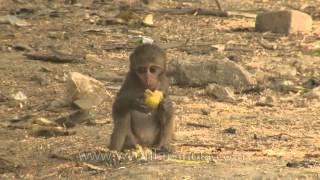 Baby Macaque with poppy eyes enjoying his lunch [upl. by Brena]