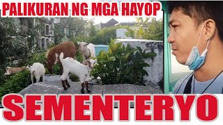 NAGING PALIKURAN NG MGA HAYOP ANG SEMENTERYO NA ITO ANYAREE cemetery [upl. by Gilroy]