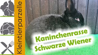 Kaninchenrasse Schwarze Wiener  Kaninchen mittelgroße Rasse [upl. by Simetra]