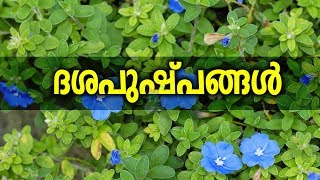 ദശപുഷ്പങ്ങൾ ഏതെല്ലാം എന്തിനെല്ലാം  Dashapushpam And Their Medicinal Values [upl. by Aip]