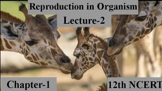 BiologyReproduction in organism Episode2Chapter112th NCERTNEETUG 202122AIIMSJIPMERTimi [upl. by Brittan]