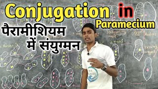 Conjugation in Paramecium  BSc1st year  Zoology  by Prahalad Sir [upl. by Einahpts959]