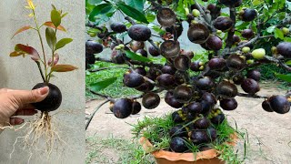 Great Technique for Grafting Mangosteen Fruit To Mangosteen Tree growing mangosteen tree [upl. by Adnalay]