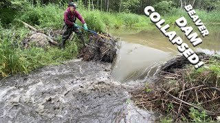 Beaver Dam COLLAPSED During Manual Removal [upl. by Oz]