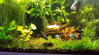 It works 2 Male 8 Female Betta Splendens together in a 17 Gallon Aquarium [upl. by Ynaffyt127]