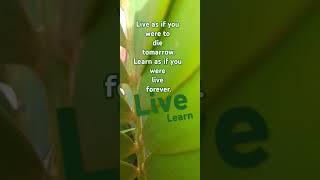 Live and Learn motivational english [upl. by Yecniuq140]