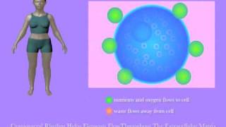 Craniosacral Rhythm Helps Cells Thrive by Tad Wanveer [upl. by Standush]